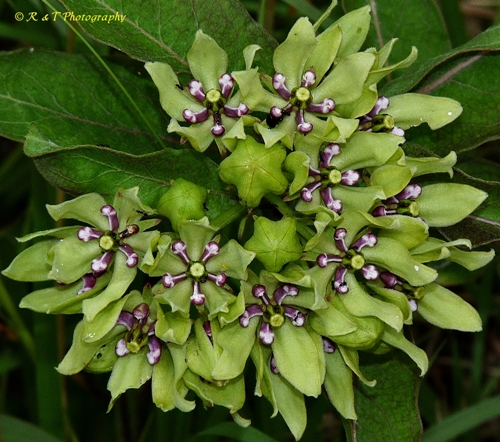 {Asclepias viridis}